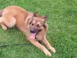 Cachorro raça Pastor Alemão idade 1 ano nome Tim Tim