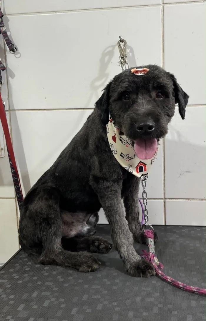 Cachorro raça SRD-ViraLata idade 3 anos nome Peter