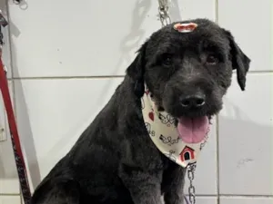 Cachorro raça SRD-ViraLata idade 3 anos nome Peter