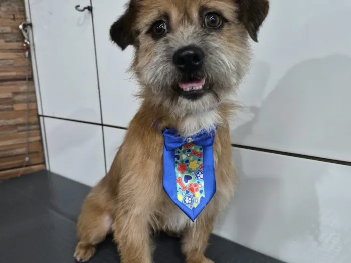 Cachorro raça SRD-ViraLata idade 2 a 6 meses nome Falar com Robenildo - Whats 11 95244-9624