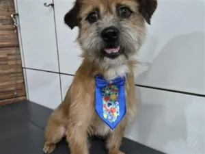 Cachorro raça SRD-ViraLata idade 2 a 6 meses nome Falar com Robenildo - Whats 11 95244-9624