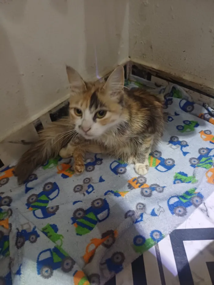 Gato raça SRD-ViraLata idade 2 a 6 meses nome Falar com Elisangela - Whats 11 98851-5983