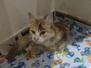 Gato raça SRD-ViraLata idade 2 a 6 meses nome Falar com Elisangela - Whats 11 98851-5983
