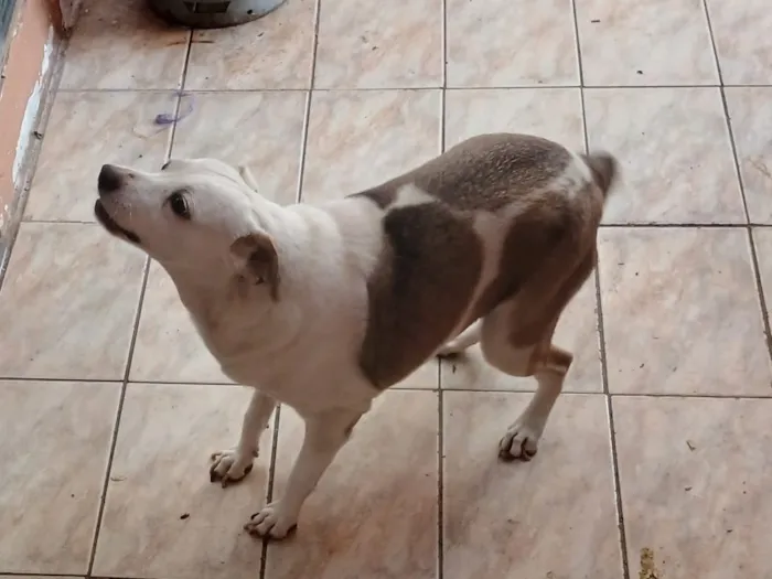 Cachorro raça SRD-ViraLata idade 6 ou mais anos nome Falar com Lílian - Whats 16 99182-6128