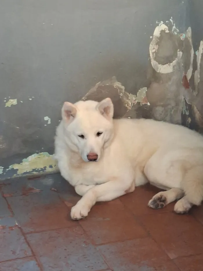 Cachorro raça SRD-ViraLata idade 1 ano nome Falar com Denilza - Whats 19 99218-7845