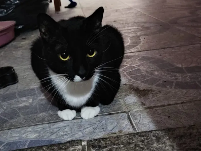 Gato raça SRD-ViraLata idade 2 anos nome Falar com Darci - Whats 11 97123-1925