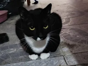Gato raça SRD-ViraLata idade 2 anos nome Falar com Darci - Whats 11 97123-1925