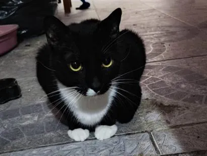 Gato raça SRD-ViraLata idade 2 anos nome Falar com Darci - Whats 11 97123-1925