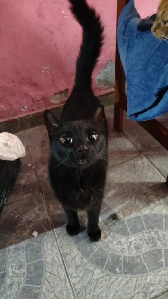 Gato raça SRD-ViraLata idade 2 anos nome Falar com Darci - Whats 11 97123-1925