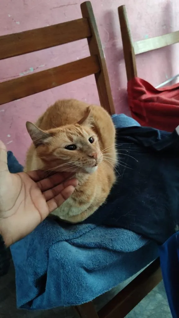 Gato raça SRD-ViraLata idade 2 anos nome Falar com Darci - Whats 11 97123-1925