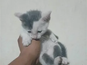 Gato raça SRD-ViraLata idade Abaixo de 2 meses nome Falar com Josemar - Whats 11 98829-4035