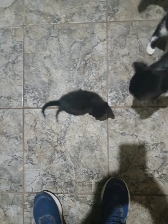 Gato raça SRD-ViraLata idade Abaixo de 2 meses nome Falar com Josemar - Whats 11 98829-4035