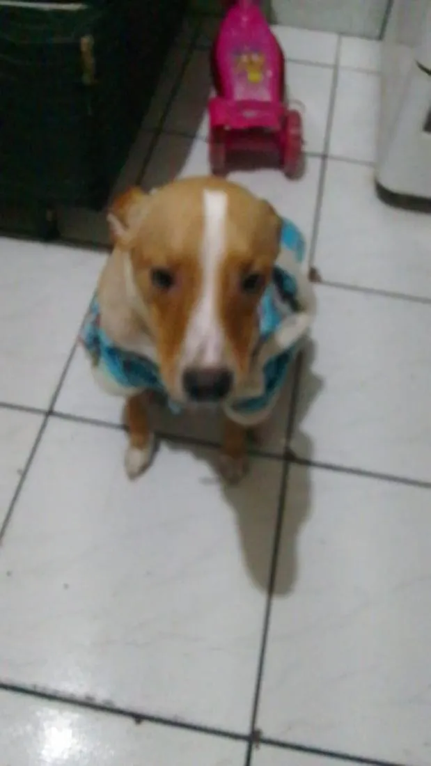 Cachorro raça SRD-ViraLata idade 1 ano nome Spike