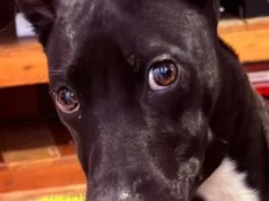 Cachorro raça SRD-ViraLata idade 2 a 6 meses nome Falar com Silvana - Whats 11 99628-9945