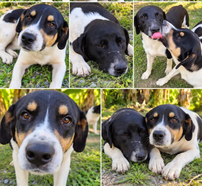 Cachorro raça SRD-ViraLata idade 1 ano nome Falar com Maressa - Whats 12 98879-2900