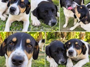 Cachorro raça SRD-ViraLata idade 1 ano nome Falar com Maressa - Whats 12 98879-2900