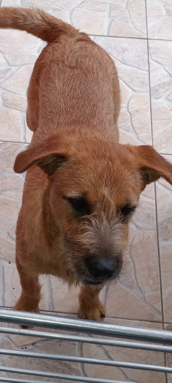 Cachorro raça SRD-ViraLata idade 2 anos nome Falar com Tereza - Whats 11 94580-8410