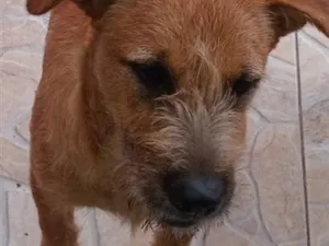 Cachorro raça SRD-ViraLata idade 2 anos nome Falar com Tereza - Whats 11 94580-8410