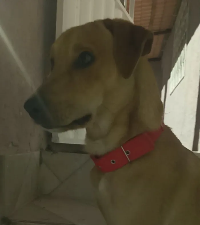 Cachorro raça SRD-ViraLata idade 6 ou mais anos nome Falar com Claucineide - Whats 27 99245-6499