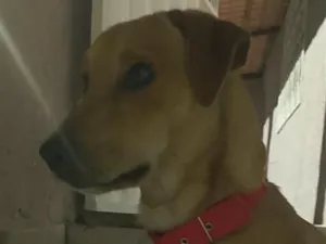 Cachorro raça SRD-ViraLata idade 6 ou mais anos nome Falar com Claucineide - Whats 27 99245-6499