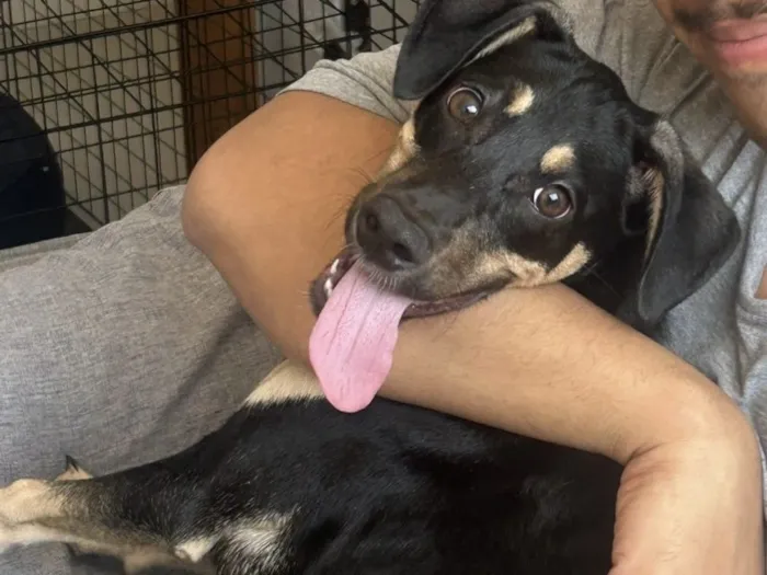 Cachorro raça SRD-ViraLata idade 1 ano nome Falar com Anna - Whats 11 91565-5505