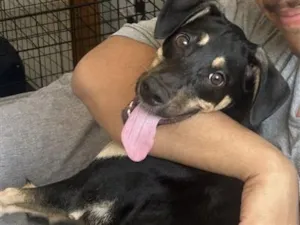 Cachorro raça SRD-ViraLata idade 1 ano nome Falar com Anna - Whats 11 91565-5505