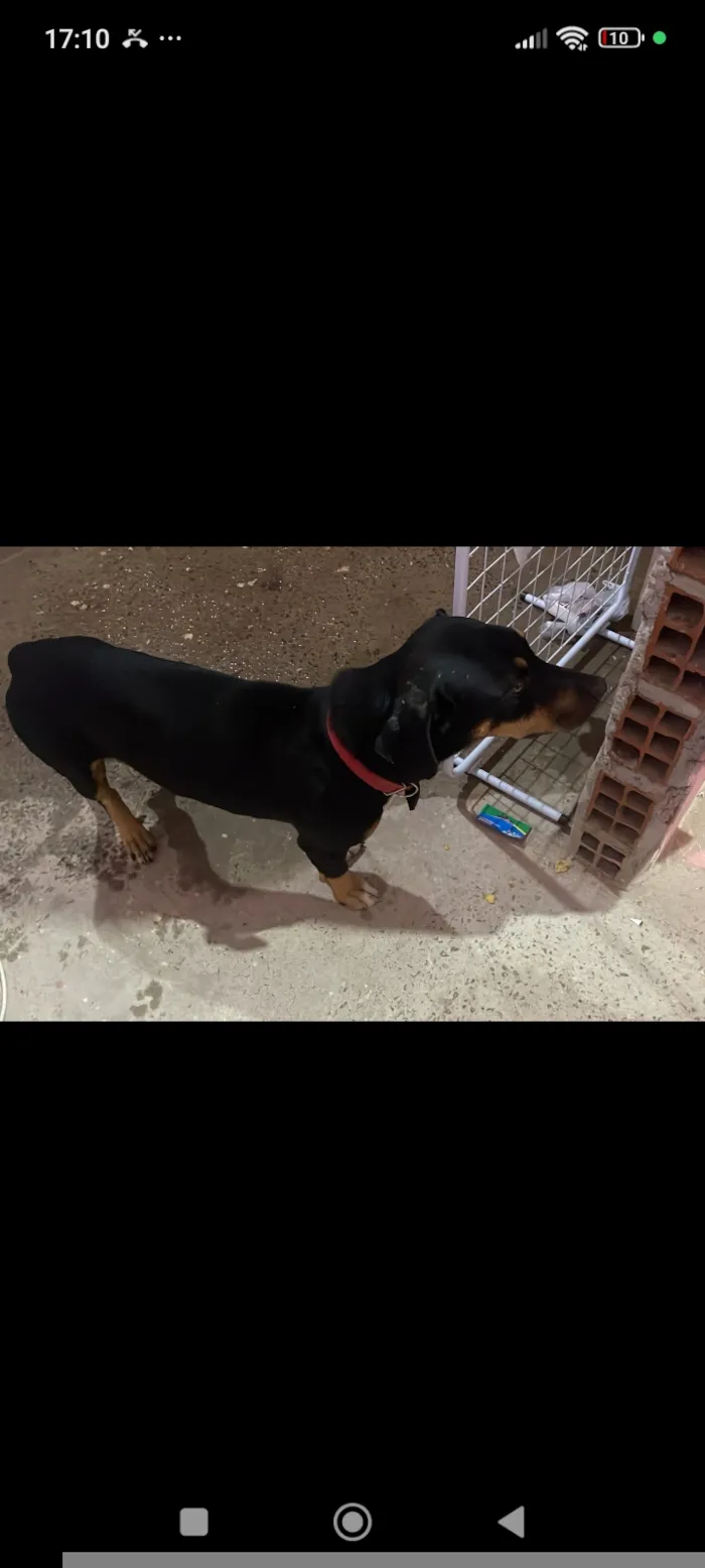 Cachorro raça SRD-ViraLata idade 2 anos nome Falar com Victor - Whats 62 98570-0012