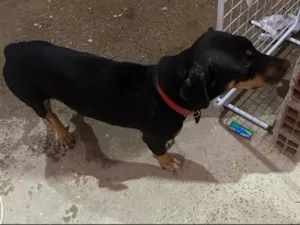 Cachorro raça SRD-ViraLata idade 2 anos nome Falar com Victor - Whats 62 98570-0012
