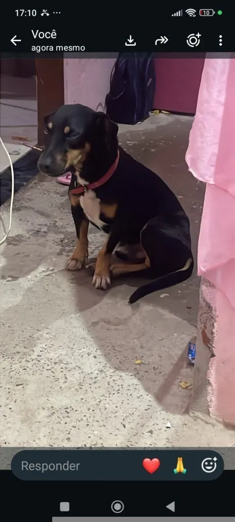 Cachorro raça SRD-ViraLata idade 2 anos nome Falar com Victor - Whats 62 98570-0012