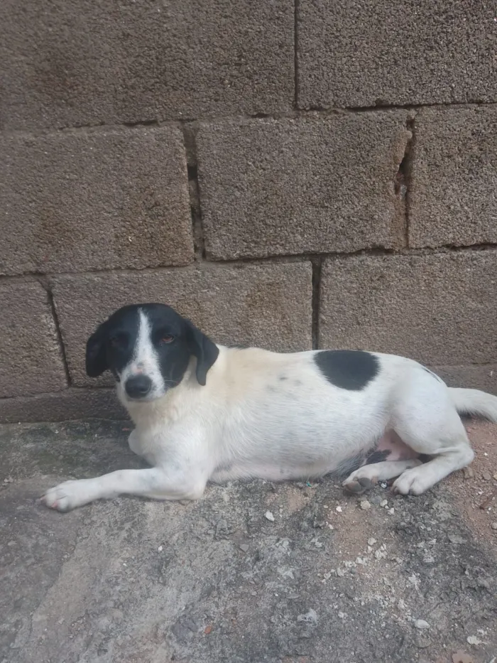 Cachorro raça SRD-ViraLata idade 2 a 6 meses nome Falar com Camila - Whats 11 91096-9890