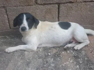 Cachorro raça SRD-ViraLata idade 2 a 6 meses nome Falar com Camila - Whats 11 91096-9890