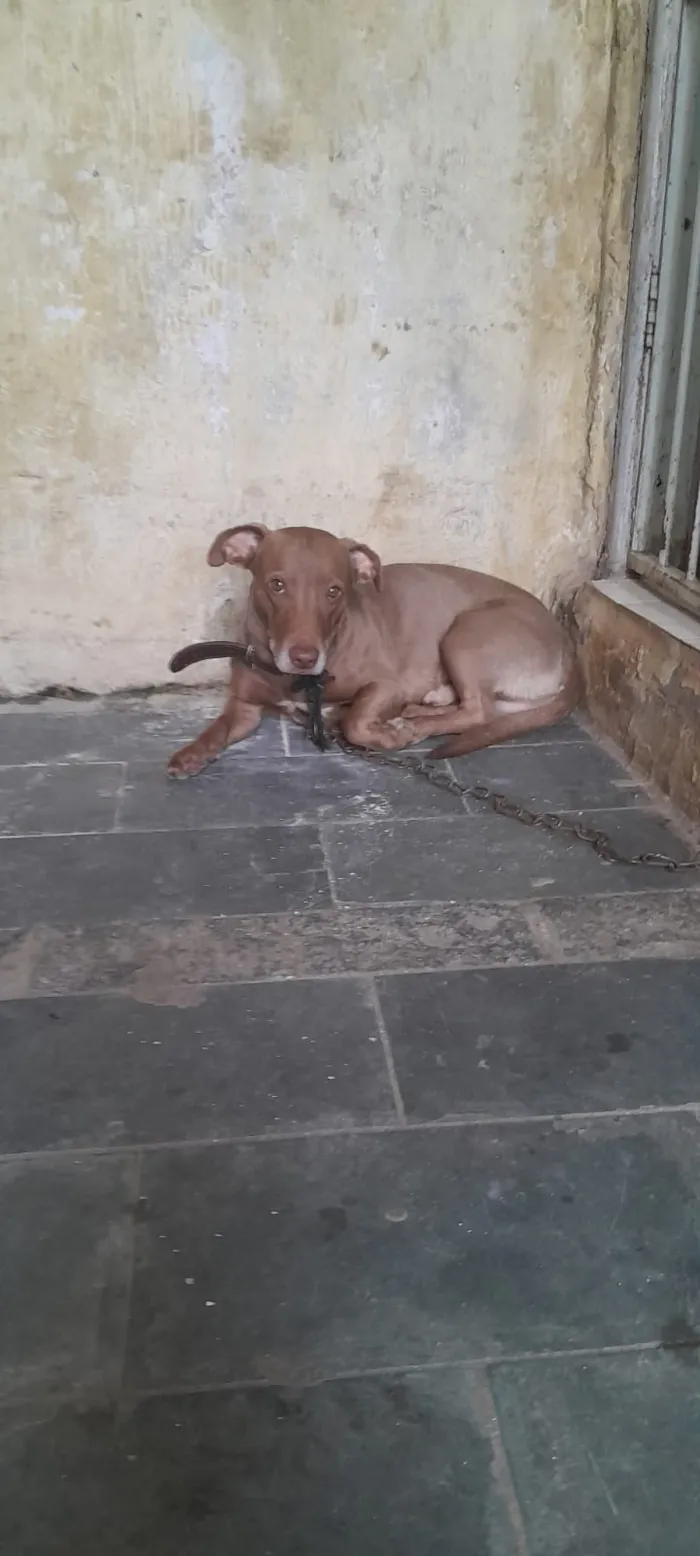 Cachorro raça SRD-ViraLata idade 6 ou mais anos nome Falar com Fernanda - Whats 11 96146-3298