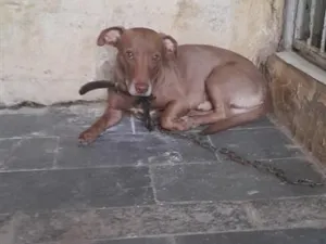 Cachorro raça SRD-ViraLata idade 6 ou mais anos nome Falar com Fernanda - Whats 11 96146-3298