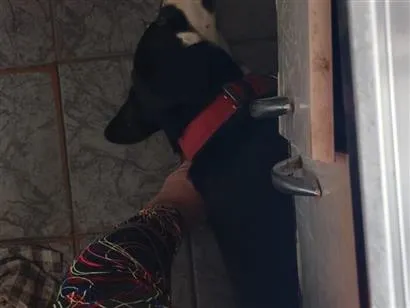 Cachorro raça SRD-ViraLata idade 2 anos nome Falar com Ariadne - Whats 21 99702-8899
