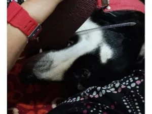 Cachorro raça SRD-ViraLata idade 2 anos nome Falar com Ariadne - Whats 21 99702-8899
