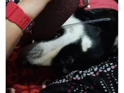 Cachorro raça SRD-ViraLata idade 2 anos nome Falar com Ariadne - Whats 21 99702-8899