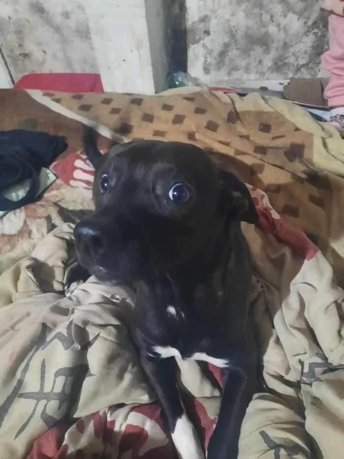 Cachorro raça SRD-ViraLata idade 2 a 6 meses nome Falar com Isabella - Whats 11 96557-7215