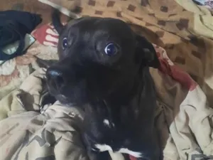 Cachorro raça SRD-ViraLata idade 2 a 6 meses nome Falar com Isabella - Whats 11 96557-7215