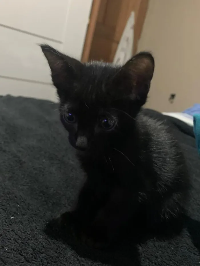 Gato raça SRD-ViraLata idade Abaixo de 2 meses nome gatinhos sem nomes