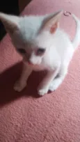 gatinhos sem nomes