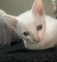 gatinhos sem nomes