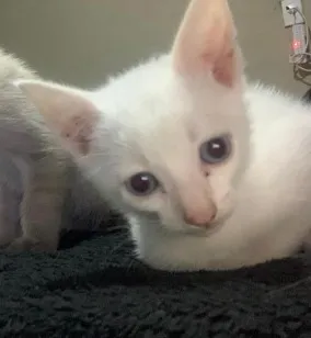 Gato raça SRD-ViraLata idade Abaixo de 2 meses nome gatinhos sem nomes