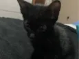 gatinhos sem nomes