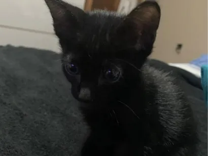 Gato raça SRD-ViraLata idade Abaixo de 2 meses nome gatinhos sem nomes