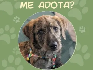 Cachorro raça SRD-ViraLata idade 2 a 6 meses nome Woody