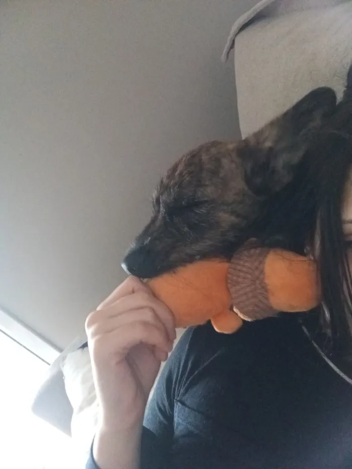 Cachorro raça SRD-ViraLata idade 2 a 6 meses nome Woody