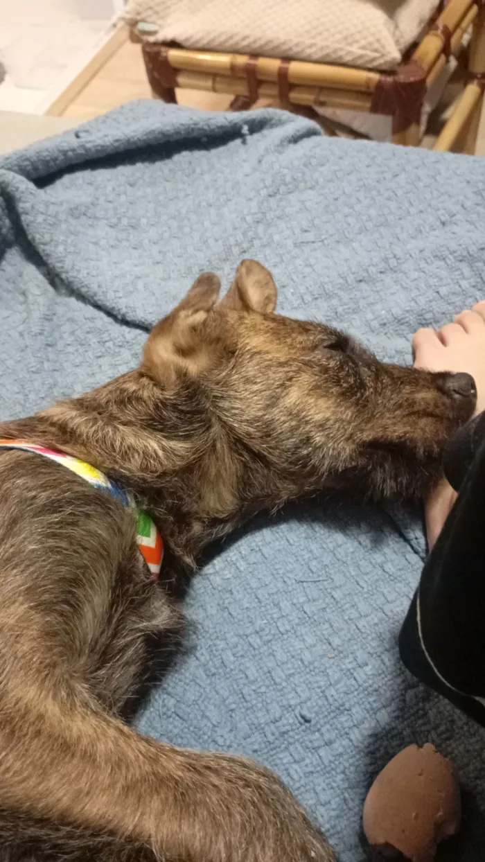 Cachorro raça SRD-ViraLata idade 2 a 6 meses nome Woody