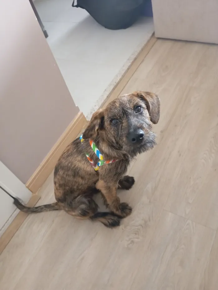 Cachorro raça SRD-ViraLata idade 2 a 6 meses nome Woody