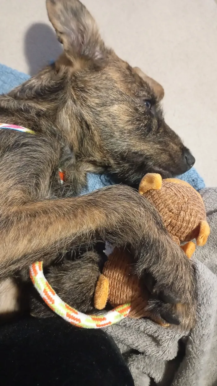 Cachorro raça SRD-ViraLata idade 2 a 6 meses nome Woody