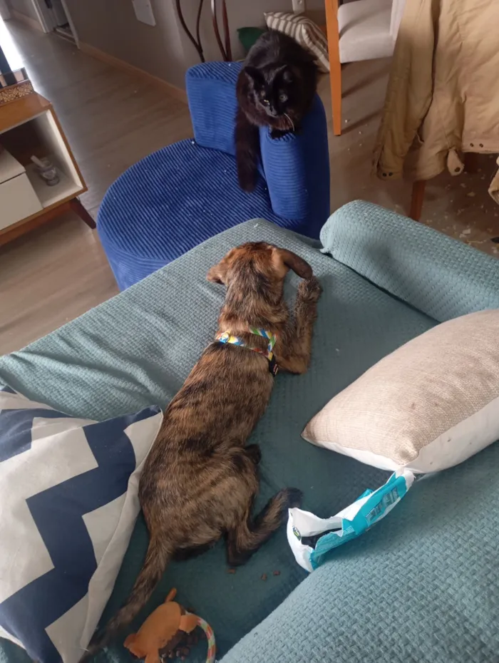 Cachorro raça SRD-ViraLata idade 2 a 6 meses nome Woody